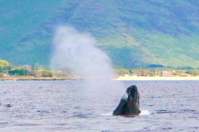 Oahu: Swim with Dolphins on the West Coast - Who should book this ocean trip?