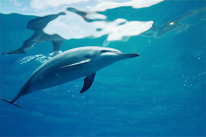 Oahu: Swim with Dolphins on the West Coast - What the catamaran ride is really like