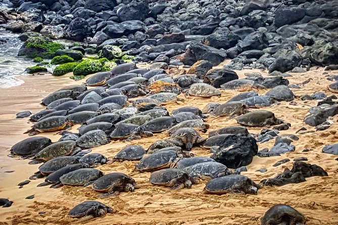 Oahu to Maui 1 Day Trip : Road to Hana Day Trip from Oahu with Air Ticket - Ke‘anae Point and the rural north coast