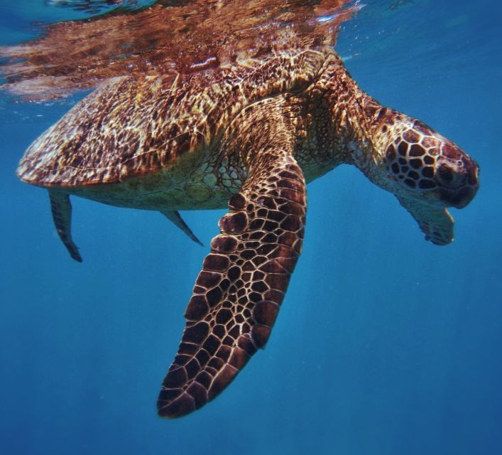 Oahu: Turtle Canyon Snorkeling Boat Tour - Reaching Turtle Canyon from Pier B