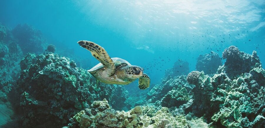 Oahu: Turtle Canyon Snorkeling Boat Tour - Finding turtles at the Turtle Canyon cleaning station