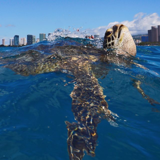 Oahu: Turtle Canyon Snorkeling Boat Tour - How crowded is Turtle Canyon?