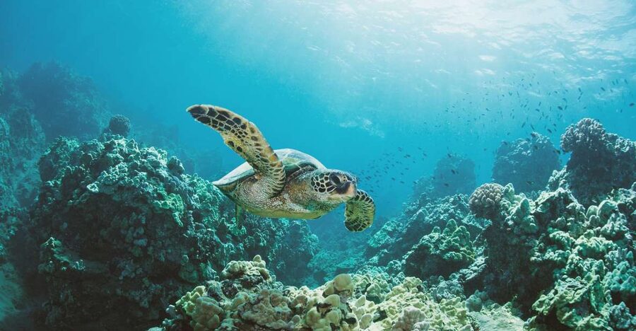 Oahu: Turtle Canyon Snorkeling Boat Tour - Is $85 a fair price?