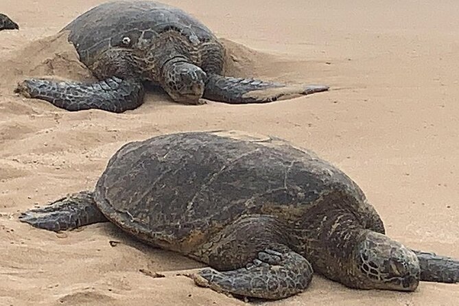 Oahu Ultimate Circle Island: 30 Spots, 10 Epic Stops - North Shore surf country and turtle possibilities