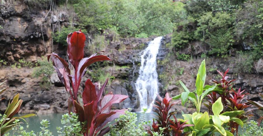 Oahu: Valley of Waimea Falls Swim & Hike with Lunch & Dole - A full Oahu day without a hard hike