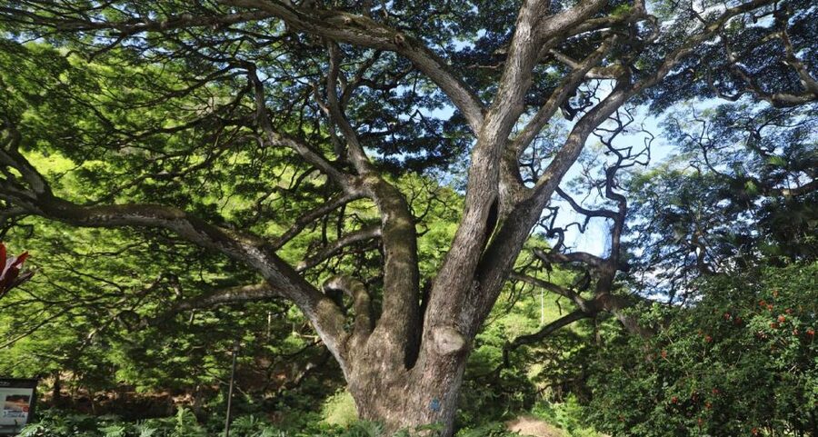 Oahu: Valley of Waimea Falls Swim & Hike with Lunch & Dole - Lunch in the valley after the swim