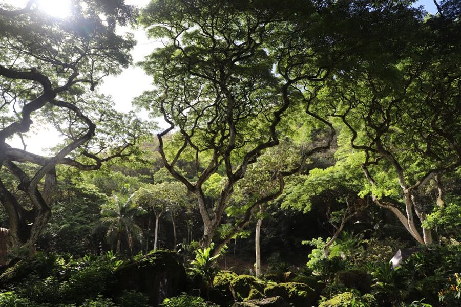 Oahu: Valley of Waimea Falls Swim & Hike with Lunch & Dole - Scenic North Shore additions and changing schedules