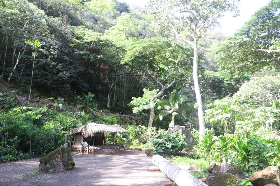 Oahu: Valley of Waimea Falls Swim & Hike with Lunch & Dole - Dole Plantation: a commercial final stop