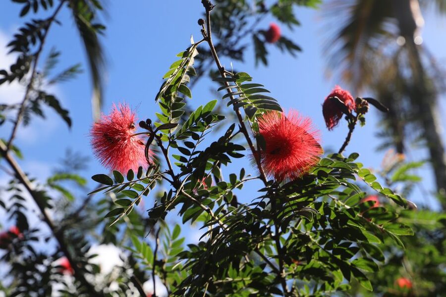 Oahu: Valley of Waimea Falls Swim & Hike with Lunch & Dole - Guides, transport, and the rhythm of the day