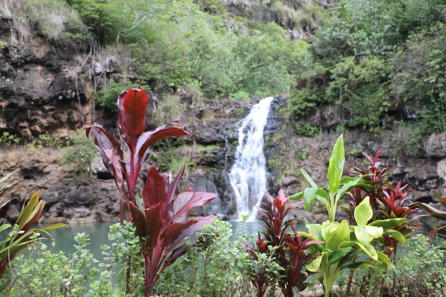 Oahu: Valley of Waimea Falls Swim & Hike with Lunch & Dole - Starting with coffee at Greenworld Farm