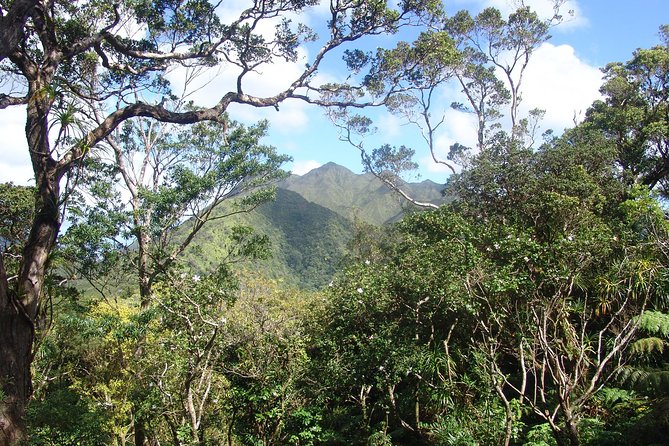 Oahu Volcanic Rainforest Hiking Adventure - Plants, birds, and stories along the trail