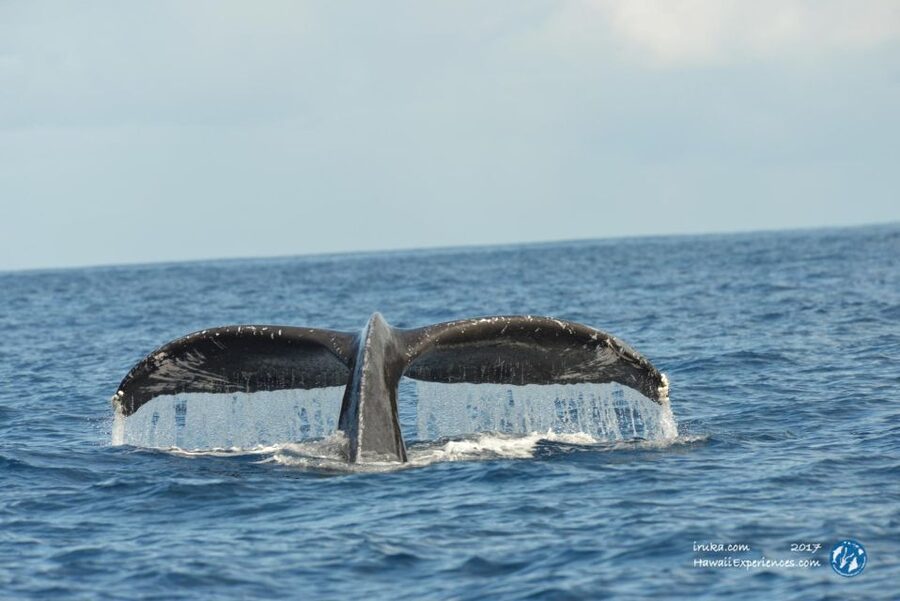 Oahu: Waikiki BYOB Sunset Cruise - The sunset return