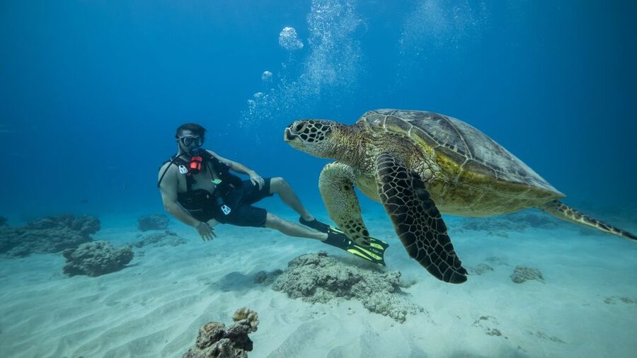 Oahu: Waikiki Discovery Scuba Diving for Beginners - Key points to know before you book