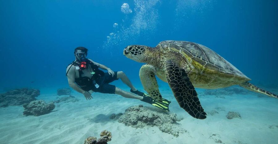 Oahu: Waikiki Discovery Scuba Diving for Beginners - The first reef visit near Oahu