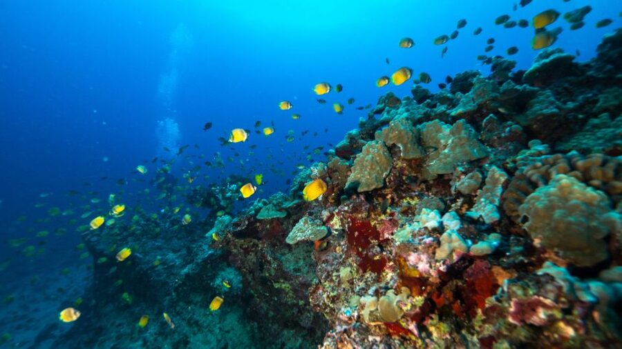 Oahu: Waikiki Discovery Scuba Diving for Beginners - Marine life around the reef