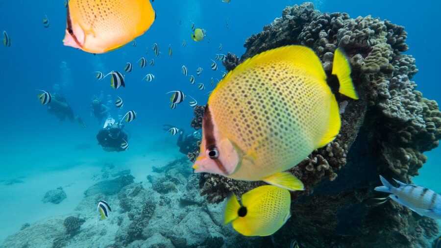 Oahu: Waikiki Discovery Scuba Diving for Beginners - Learning the basics before entering the water