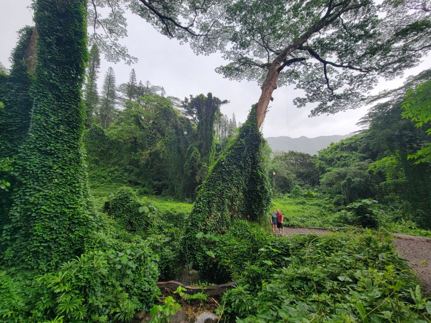 Oahu: Waikiki E-Bike Ride and Manoa Falls Hike - Who will enjoy this Oʻahu outing