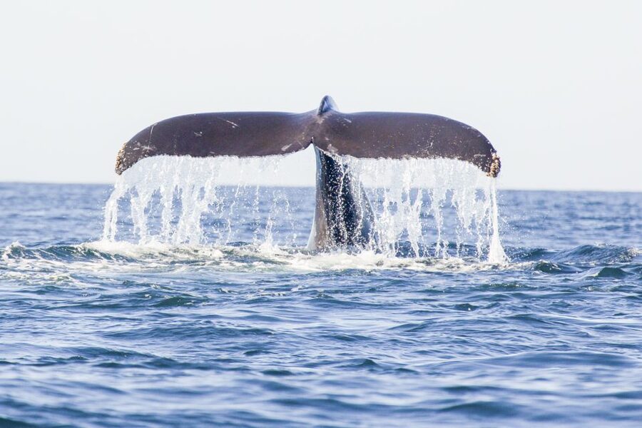 Oahu: Waikiki Eco-Friendly Afternoon Whale Watching Trip - Key points to know before you book