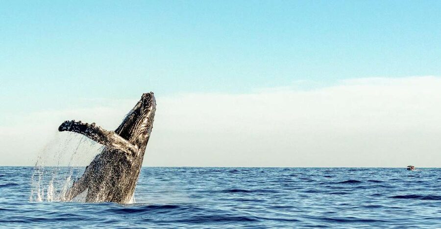 Oahu: Waikiki Eco-Friendly Afternoon Whale Watching Trip - Afternoon timing and what it means for your day