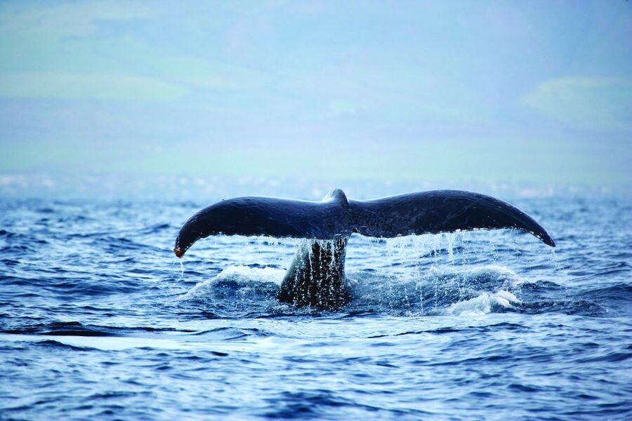 Oahu: Waikiki Eco-Friendly Afternoon Whale Watching Trip - Who will enjoy this sailing most?