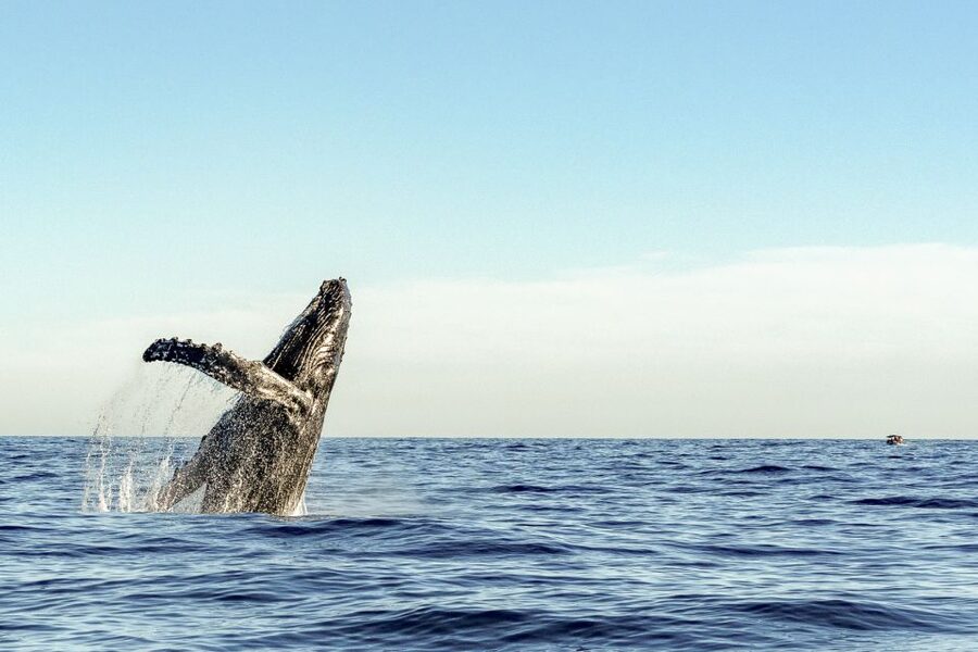 Oahu: Waikiki Eco-Friendly Morning Whale Watching Cruise - Learning to read the water