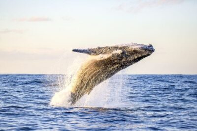 Waikiki Eco-Friendly Morning Whale Watching Cruise