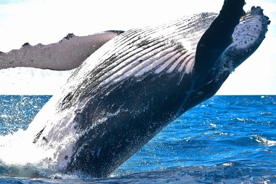 Oahu: Waikiki Eco-Friendly Morning Whale Watching Cruise - What you might see besides whales