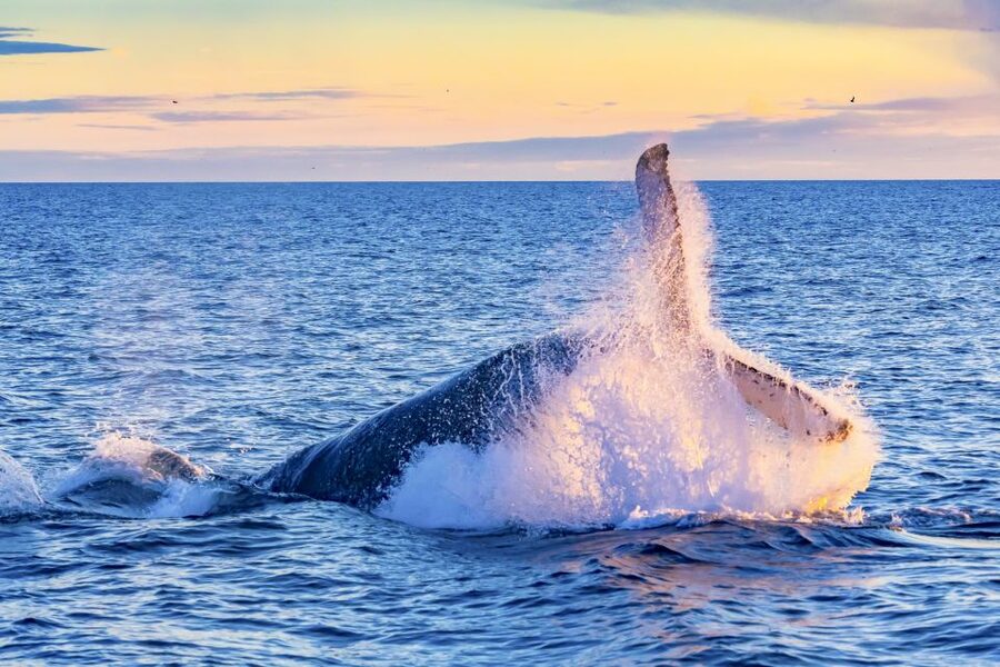 Oahu: Waikiki Eco-Friendly Morning Whale Watching Cruise - Practical details that make the morning easier