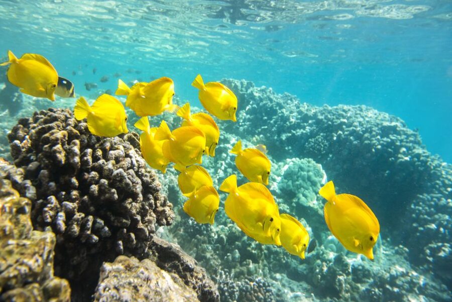 Oahu: Waikiki Glass Bottom Boat Sunset Cruise - Practical details that make the evening easier