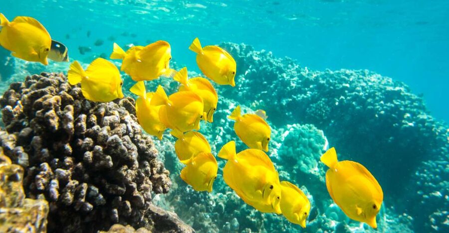 Oahu: Waikiki Snorkel and Sailing Trip with Lunch - Snorkeling in Waikiki’s calmer water