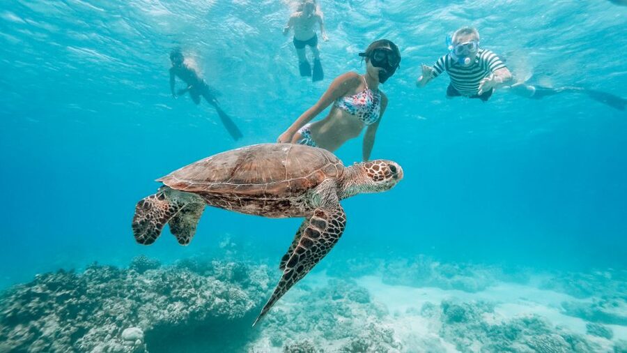 Oahu: Waikiki Turtle Snorkeling Adventure - Setting out from Waikiki on the Island Princess