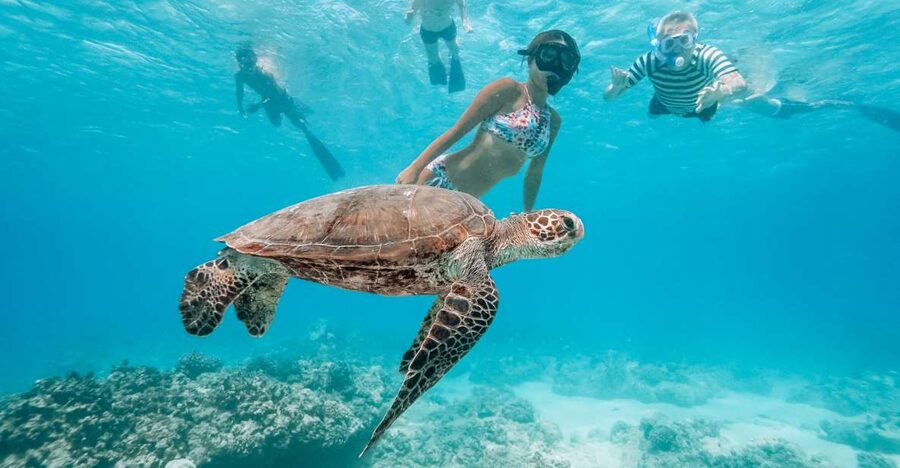 Oahu: Waikiki Turtle Snorkeling Adventure - Meeting honu at Waikiki’s turtle sanctuary