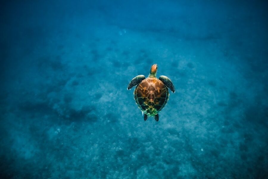 Oahu: Waikiki Turtle Snorkeling Adventure - What the guides add to the water time