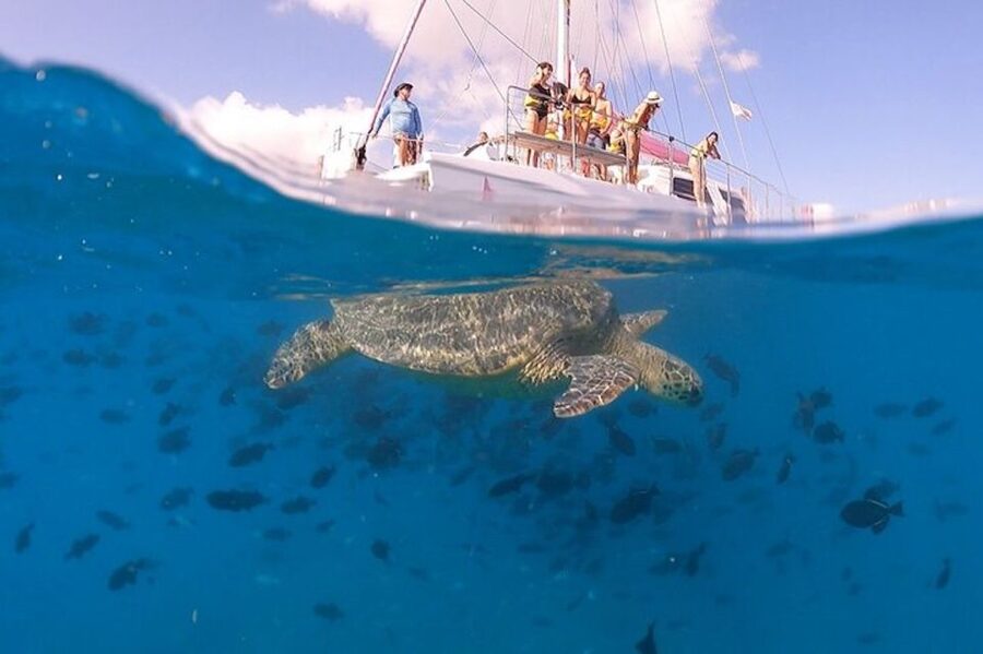Oahu: Waikiki Turtle Snorkeling Adventure Cruise - Snorkeling with turtles, fish, and reef life