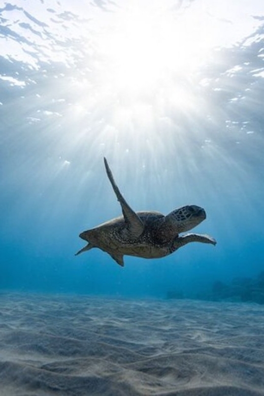 Oahu: Waikiki Turtle Snorkeling Adventure Cruise - A two-hour schedule with little wasted time