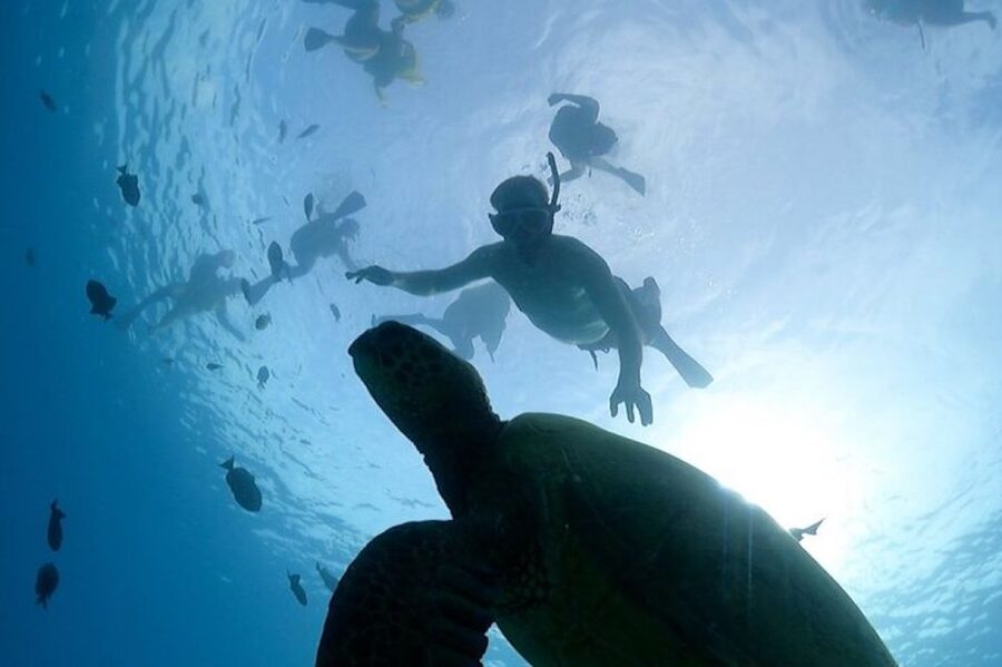 Oahu: Waikiki Turtle Snorkeling Adventure Cruise - What to bring and what to expect on board