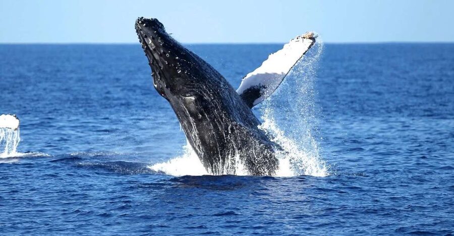 Oahu: Waikiki Whale Watching Cruise - Key points at a glance