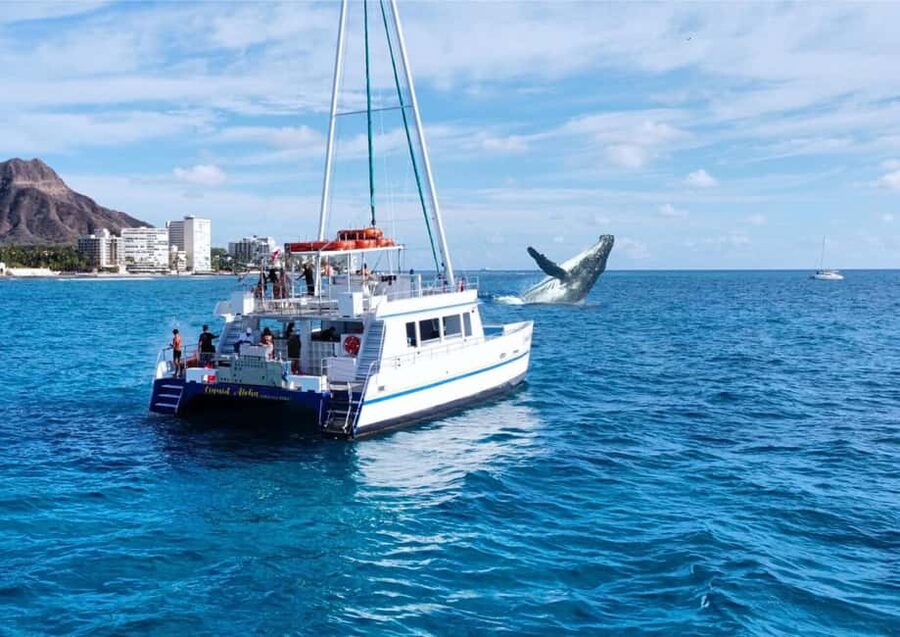 Oahu: Waikiki Whale Watching Cruise - Looking for humpback whales off Waikiki