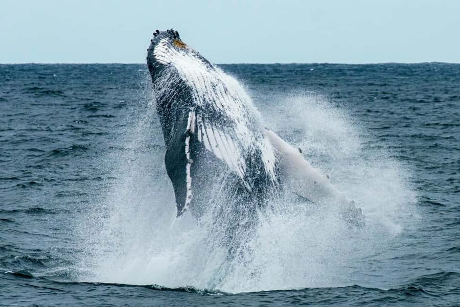 Oahu: Waikiki Whale Watching Cruise - Who will enjoy this cruise most?