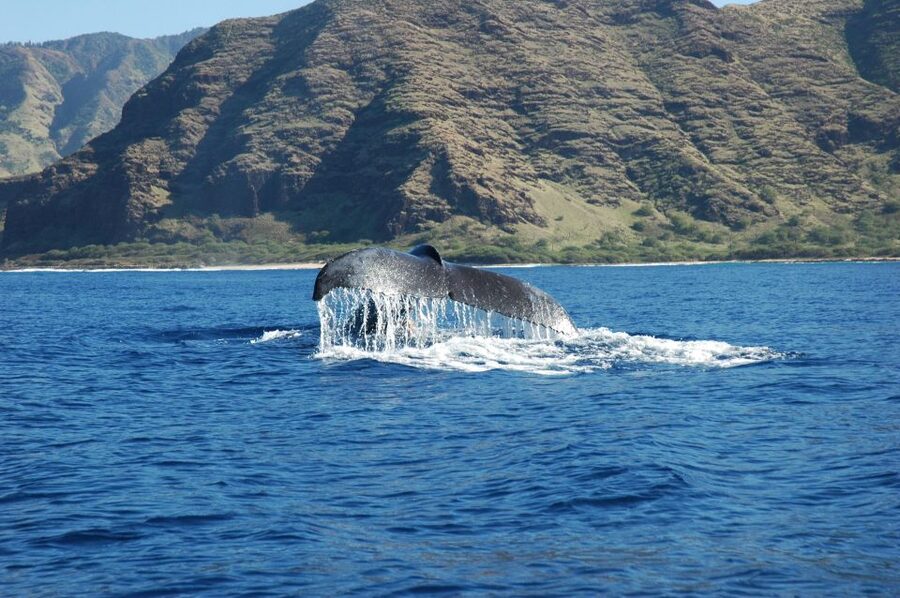 Oahu: Waikiki Whale Watching Tour-Donut and Coffee Included - Key points to know before you book