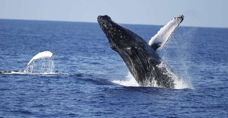 Oahu: Waikiki Whale Watching Tour-Donut and Coffee Included - Setting out from Kewalo Basin Harbor