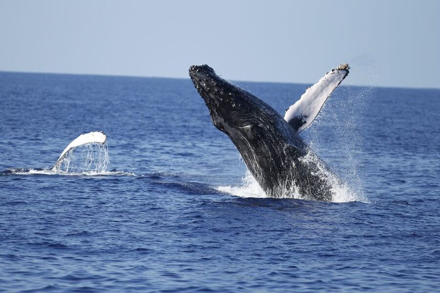 Oahu: Waikiki Whale Watching Tour-Donut and Coffee Included - Looking for whales around Diamond Head