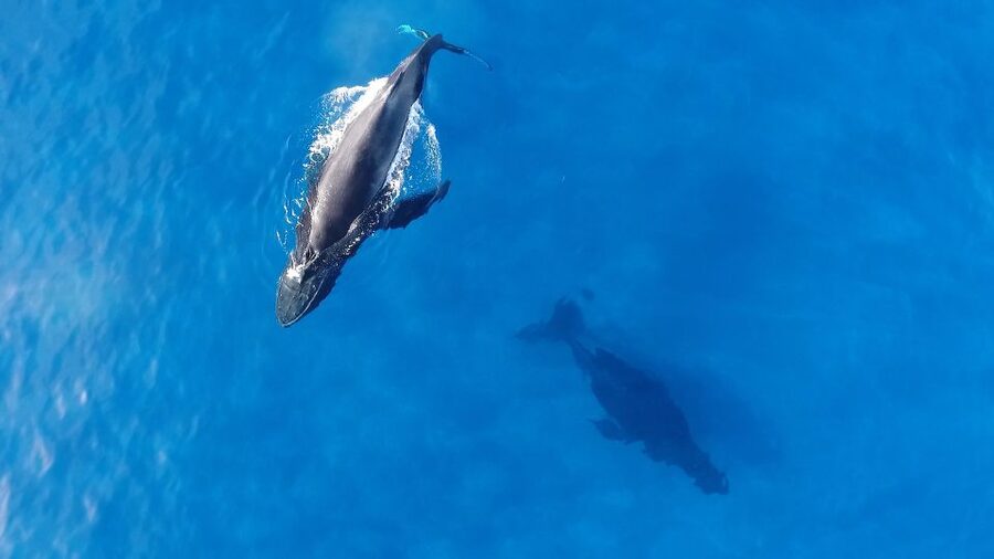 Oahu: Waikiki Whale Watching Tour-Donut and Coffee Included - The E Ho Mai ceremony begins the voyage