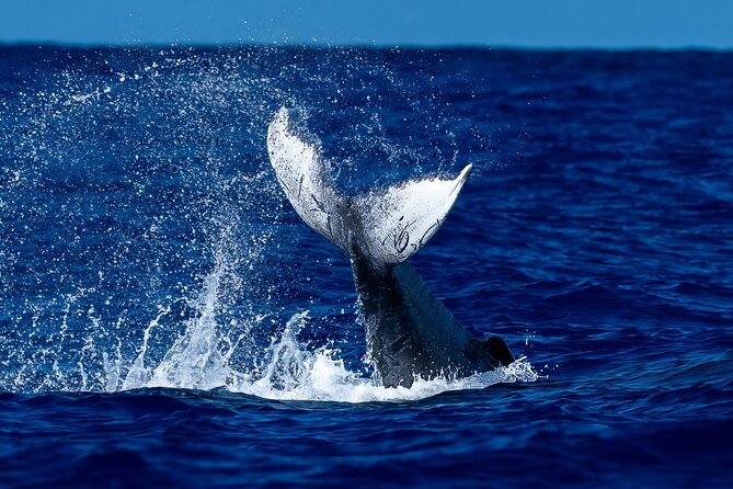 Oahu Whale Watch Tour & Waikiki Sunset Boat Tour - Key points to know before booking