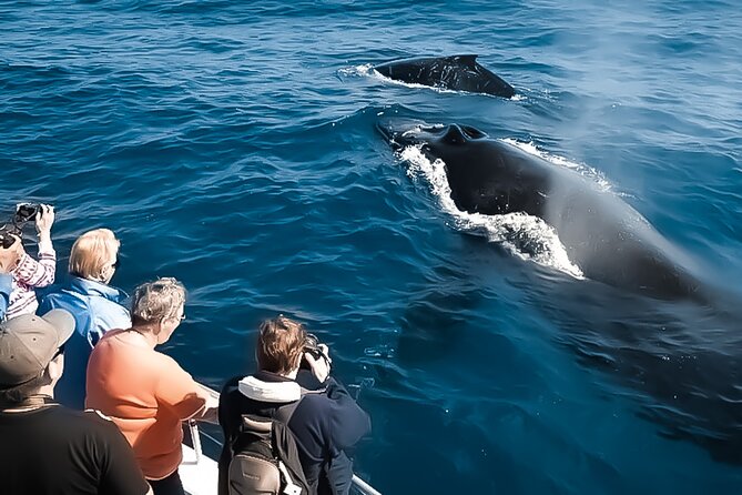Oahu Whale Watch Tour & Waikiki Sunset Boat Tour - Leaving Kewalo Basin Harbor for Waikiki