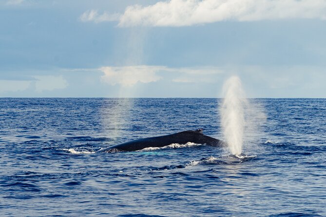 Oahu Whale Watch Tour & Waikiki Sunset Boat Tour - Whale watching with Captain Ryan and the crew