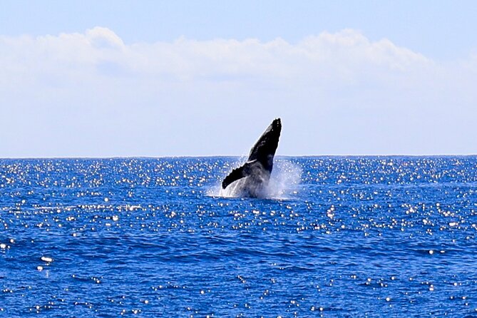 Oahu Whale Watch Tour & Waikiki Sunset Boat Tour - What your two and a half hours may feel like