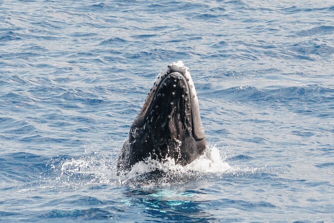 Oahu Whale Watch Tour & Waikiki Sunset Boat Tour - Is $80 a fair price?