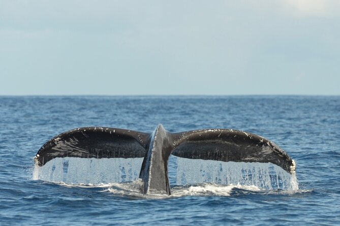 Oahu Whale Watch Tour & Waikiki Sunset Boat Tour - Who will enjoy this cruise most?