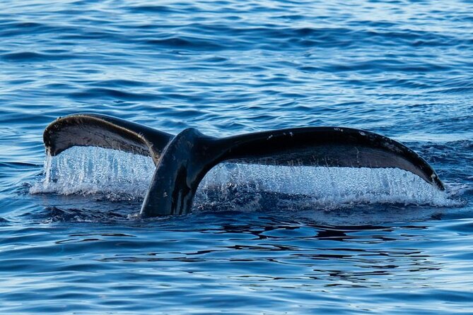 Oahu Whale Watch Tour & Waikiki Sunset Boat Tour - What the morning cruise offers